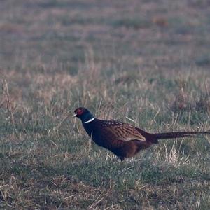 Common Pheasant