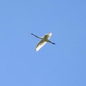 Eurasian Spoonbill