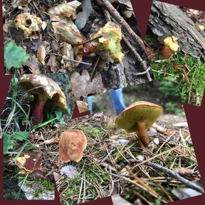 Red-cracked Bolete