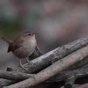 Winter Wren