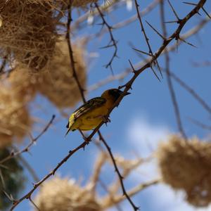 Rueppell's Weaver