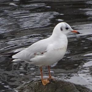 Black-headed Gull