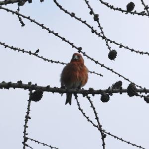 Red Crossbill