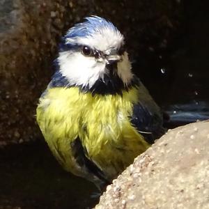 Blue Tit