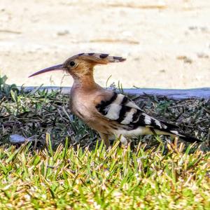 Eurasian Hoopoe