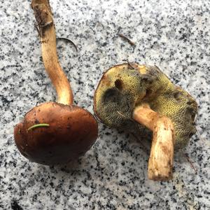 Bay Bolete