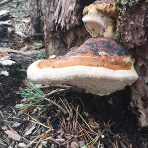 Red-belted Polypore