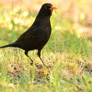 Eurasian Blackbird