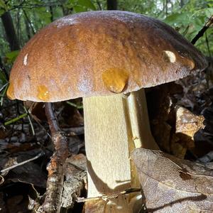 Summer Bolete