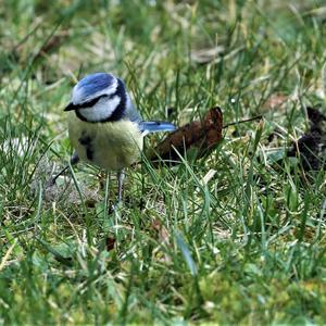 Blue Tit