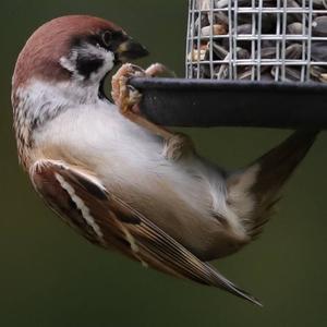 Eurasian Tree Sparrow