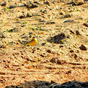 Yellow Wagtail