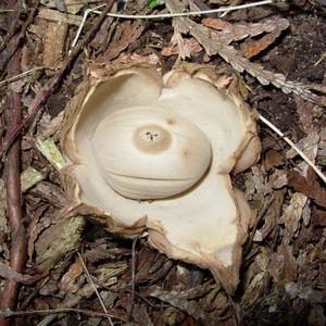 Striated Earthstar