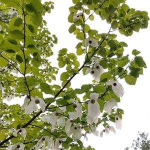 Unknown Species