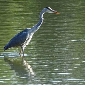 Grey Heron