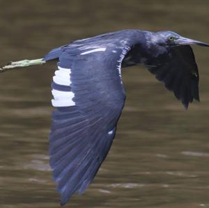 Little Blue Heron