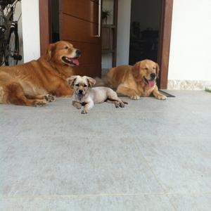 Unknown Breed