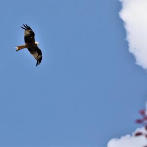 Red Kite