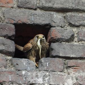 Common Kestrel