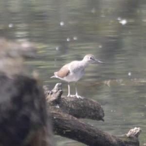 Common Sandpiper