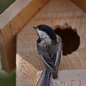 Black-capped Chickadee