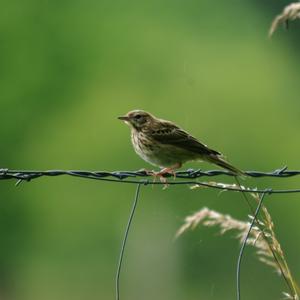 Meadow Pipit