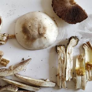 Yellow-foot Agaric