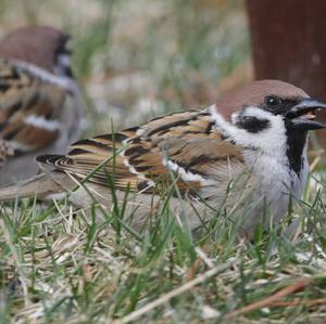 Eurasian Tree Sparrow