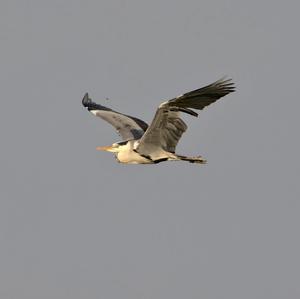 Grey Heron