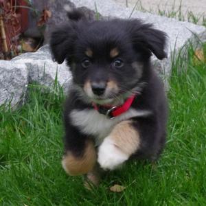 Australian Shepherd