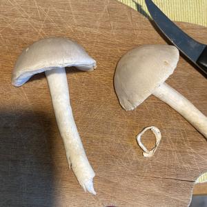 Leucoagaricus holosericeus