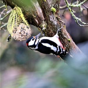 Great Spotted Woodpecker