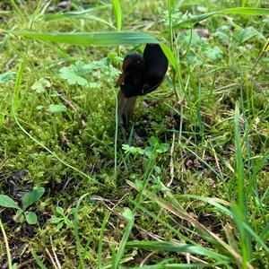 Fluted Black Helvella