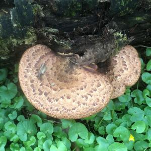 Dryad`s Saddle