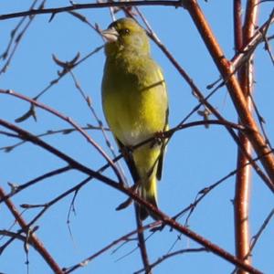 European Greenfinch