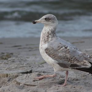 Herring Gull