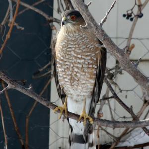 Sharp-shinned Hawk