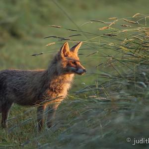 Red Fox