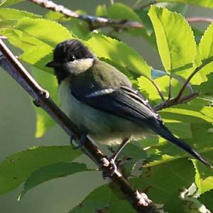 Great Tit