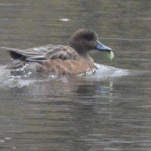 Eurasian Wigeon