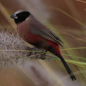 Black-cheeked Waxbill