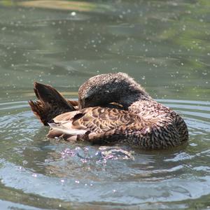 Common Eider