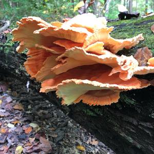 Chicken Mushroom