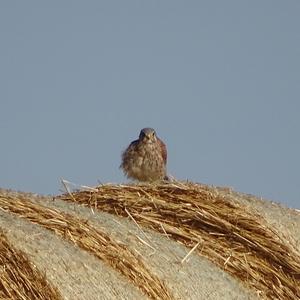 Eurasian Sparrowhawk