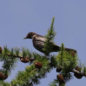 Ring Ouzel