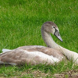 Whooper Swan