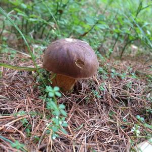 Bay Bolete