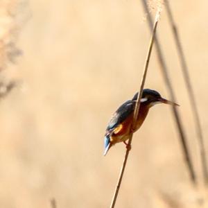 Common Kingfisher