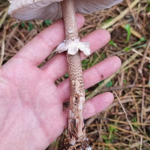 Parasol Mushroom