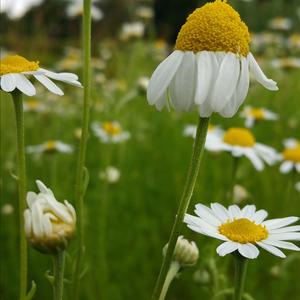 Chamomile